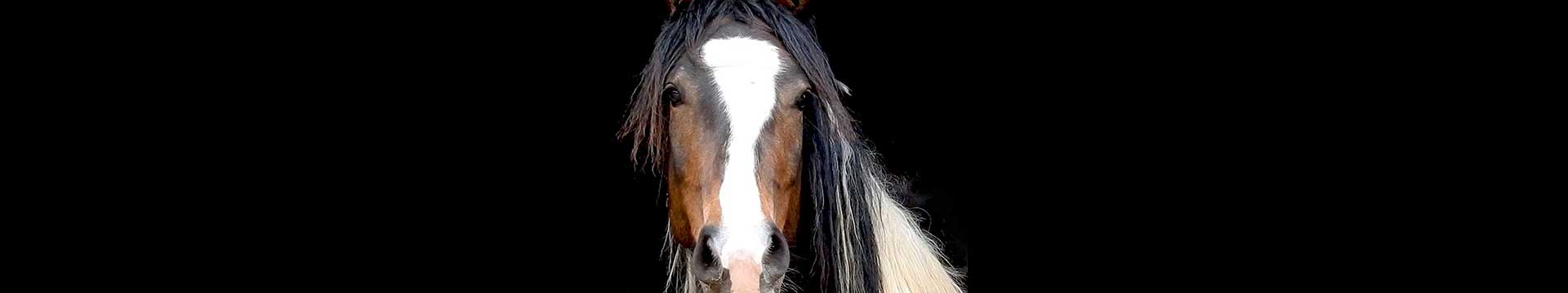 A HorseDream horse looking directly towards us, with a broad white blaze and a long dark mane.
